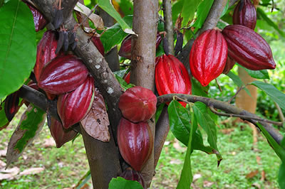 cocoa tree with pods