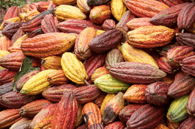 colourful cocoa pods