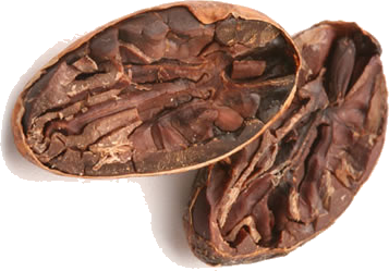 cocoa bean 