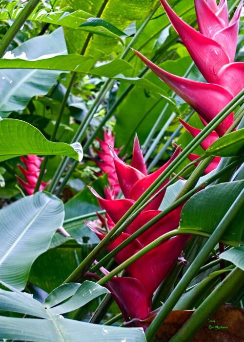 Heliconias